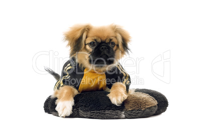 Pekingese lying on the pillow. Isolated