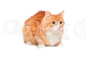 Lovely fluffy red cat. Isolated