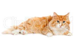 Beautiful fluffy red cat. Isolated