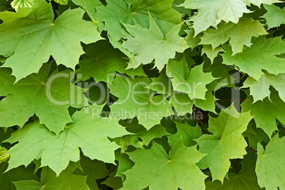 Maple leaves in springtime