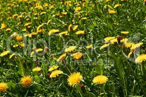 Yellow dandelions on meadow
