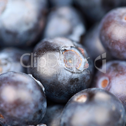 Frische Heidelbeeren