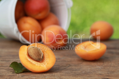 Aprikosen in der Natur