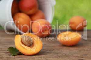 Aprikosen in der Natur