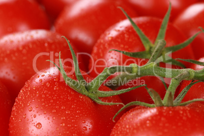 Nahaufnahme von reifen Tomaten
