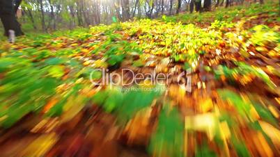 a walk is in the autumn forest