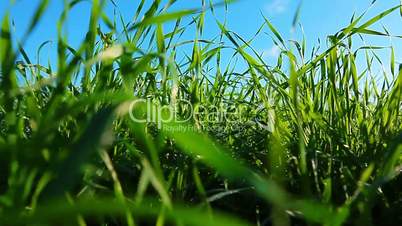 green grass dolly shot
