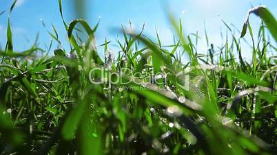 green grass dolly shot