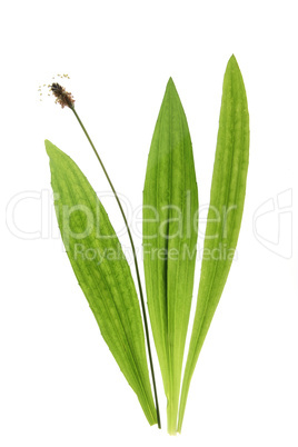 Spitzwegerich (Plantago lanceolata)