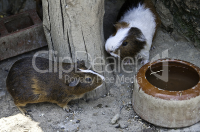 Cavia porcellus