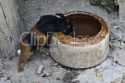 Cavia porcellus