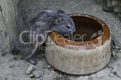 Cavia porcellus