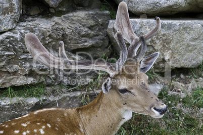 Cervus Elaphus