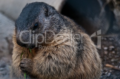 Marmota marmota