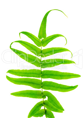 Fern leaf