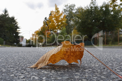 Blatt auf dem Weg