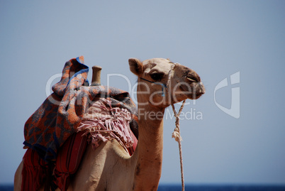 kamel schaut