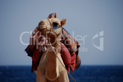 kamel am strand