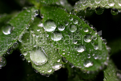 Macro Water Drops Leaves