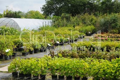 a plant nursery in Brittany