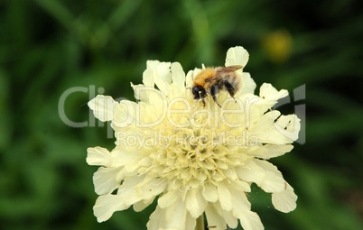 Brittany, le Jardin Lepage in Pleumeur Bodou