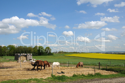 France, horses in a field in Boisemont