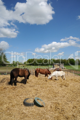 France, horses in a field in Boisemont