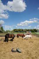 France, horses in a field in Boisemont