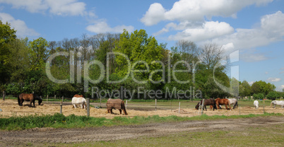 France, horses in a field in Boisemont