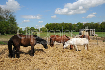 France, horses in a field in Boisemont