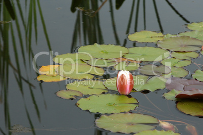 Brittany, le Jardin Lepage in Pleumeur Bodou