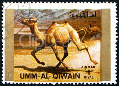 Postage stamp Umm al-Quwain 1972 Camel, Animal