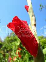 a beautiful flower of not dismissed gladiolus