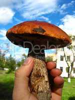 Beautiful and big cep in a hand