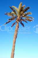 A single palm tree against a blue sky