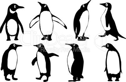 Penguins.