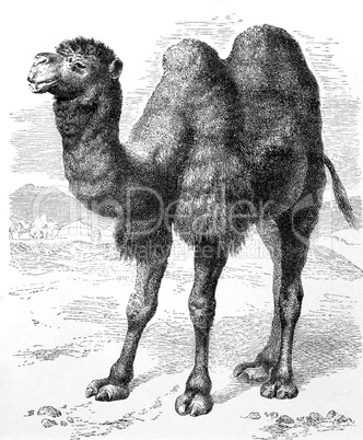 Bactrian Camel