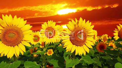 flowering sunflowers