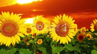 flowering sunflowers