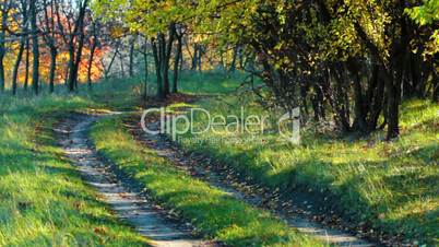 autumn road