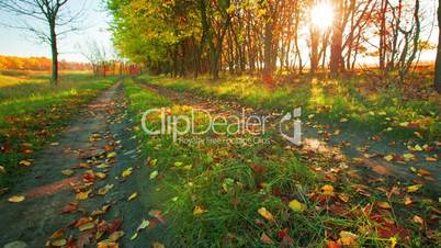 autumn road