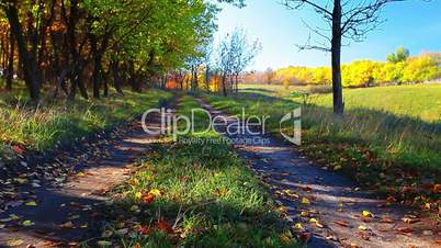 autumn road