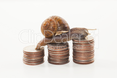 Snail on the coins - slow economy concept