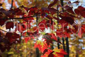 Sun shining through autumn leaves.