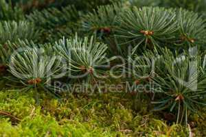 fir and moss