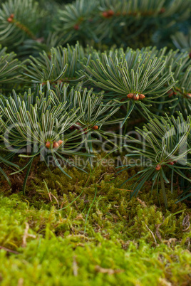 fir and moss