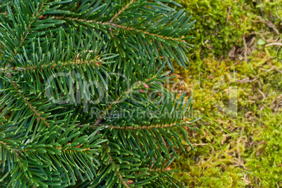 fir and moss