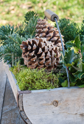 pine cones