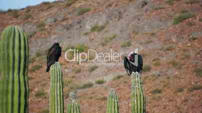 Two Turkey Vultures Cleaning