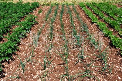 green onions planted in a field